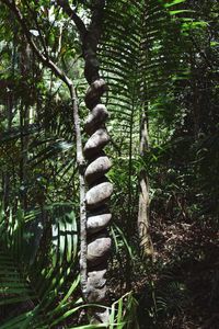 Low angle view of trees in forest