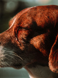 Close-up of dog looking away