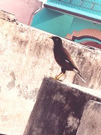 High angle view of bird perching on wall