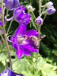 Close-up of bee pollinating on purple flower