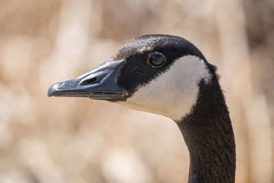 Canadian goose gets a portrait on a sunny spring day at the lake