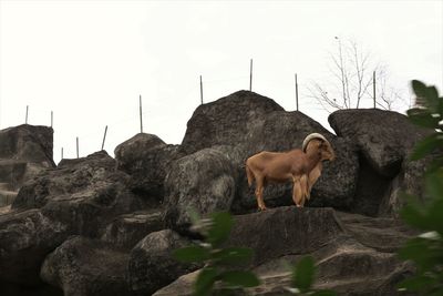 View of a sheep on rock