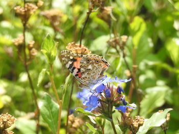 Close-up of butterfly pollinating on purple flower