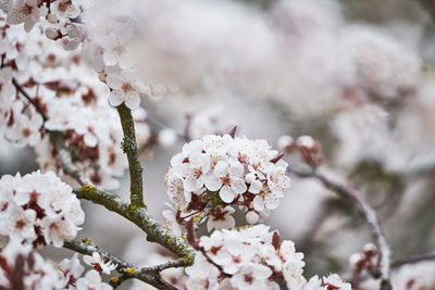 Close-up of cherry blossoms in spring