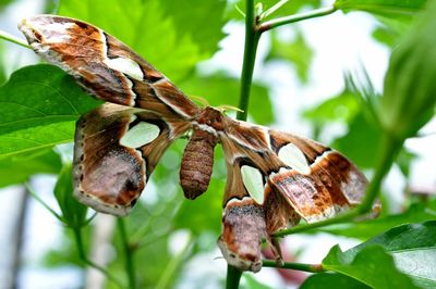 Close-up of butterfly on plant