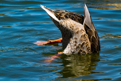 Duck foraging on lake