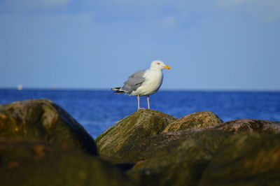 Bird perching on rock by sea against clear sky