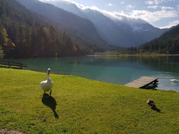 Birds on a lake