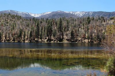 Scenic view of lake by trees against sky