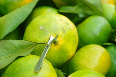 Close-up of fruit