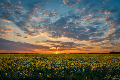 Yellow flowering plants on field against sky during sunset