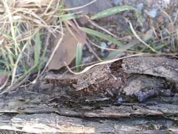 Close-up of lizard on rock