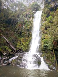 Scenic view of waterfall in forest