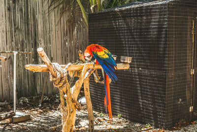 Bird perching on tree