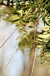 Close-up of plants growing outdoors