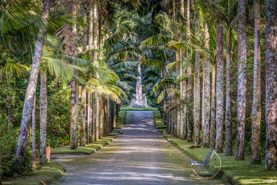 Footpath amidst trees in forest