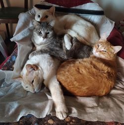 High angle view of cats relaxing at home