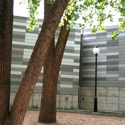 Plants growing on brick wall