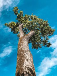 Low angle view of tree against blue sky
