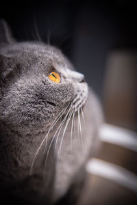 Close-up of a cat