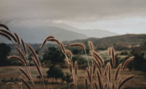 Close-up of stalks in field against sky