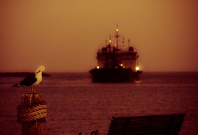 Seagull perching on wooden post by ship sailing in sea during sunset