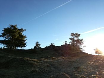 Trees against blue sky