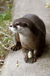 Otter sitting on the ground holding a rock, looking left