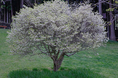 Plants growing on field