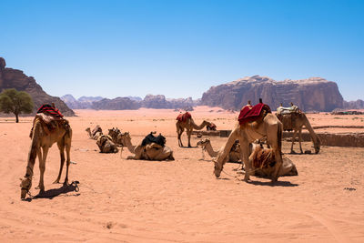 Horses in a desert