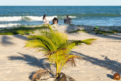 People are enjoying the sea from the sand of guaibim beach, in the city of valenca, bahia.