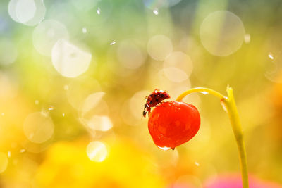 Close-up of red berries growing on plant