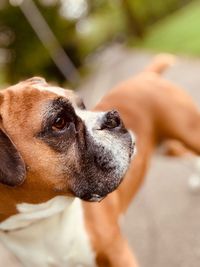 Close-up portrait of a dog