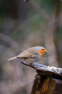 Robin on a branch