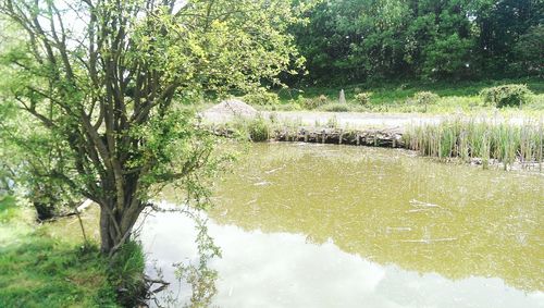 Reflection of trees in water
