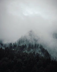 Trees in forest against sky