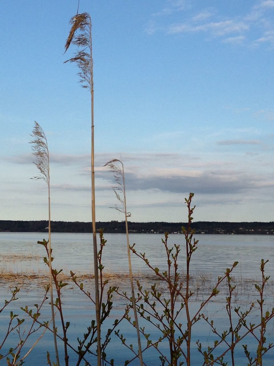 water, sky, sea, tranquility, tranquil scene, scenics, nature, horizon over water, beauty in nature, plant, lake, grass, shore, day, no people, blue, outdoors, idyllic, bare tree, beach