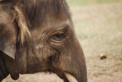 Close-up of elephant on land