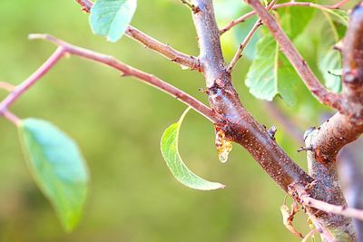 Close-up of snow on tree