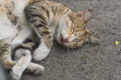 High angle view of cat sleeping