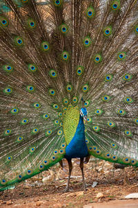 View of peacock