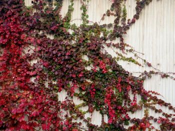 Plant growing on a wall