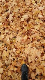 Low section of person standing on maple leaves