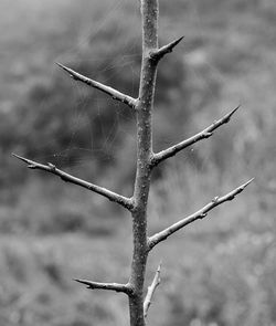 Close-up of twigs