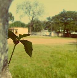 Close-up of plant growing on field