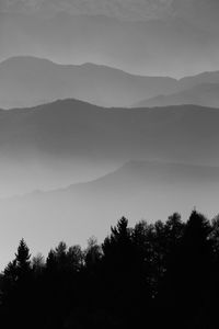 Trees in forest against sky