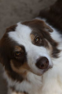 Close-up portrait of dog