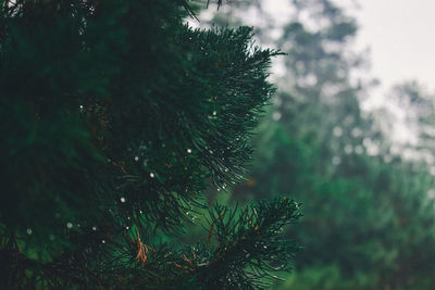 Close-up of wet pine tree