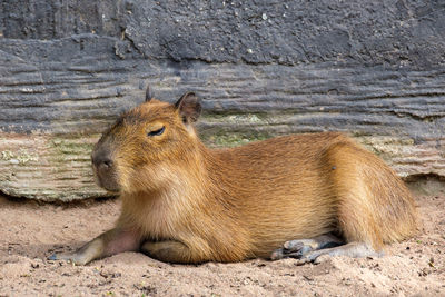 Side view of an animal lying on land