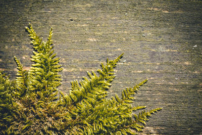 High angle view of plants growing on land
